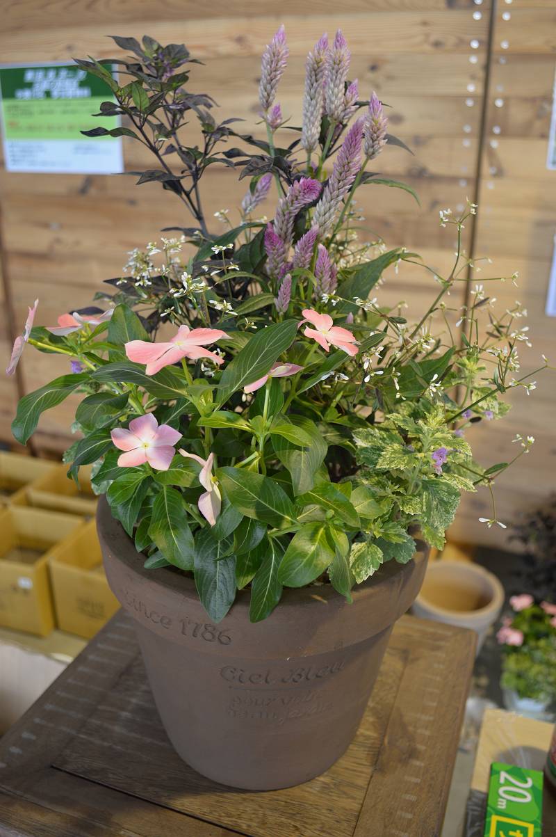 ニチニチ草寄せ植え ニチニチ草寄せ植え