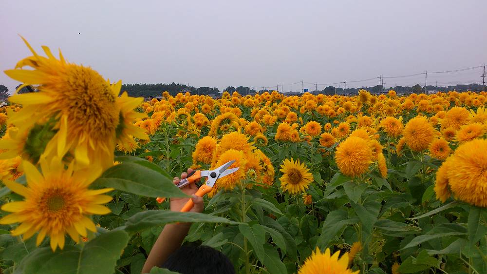 明野 ひまわり 明野 ひまわり