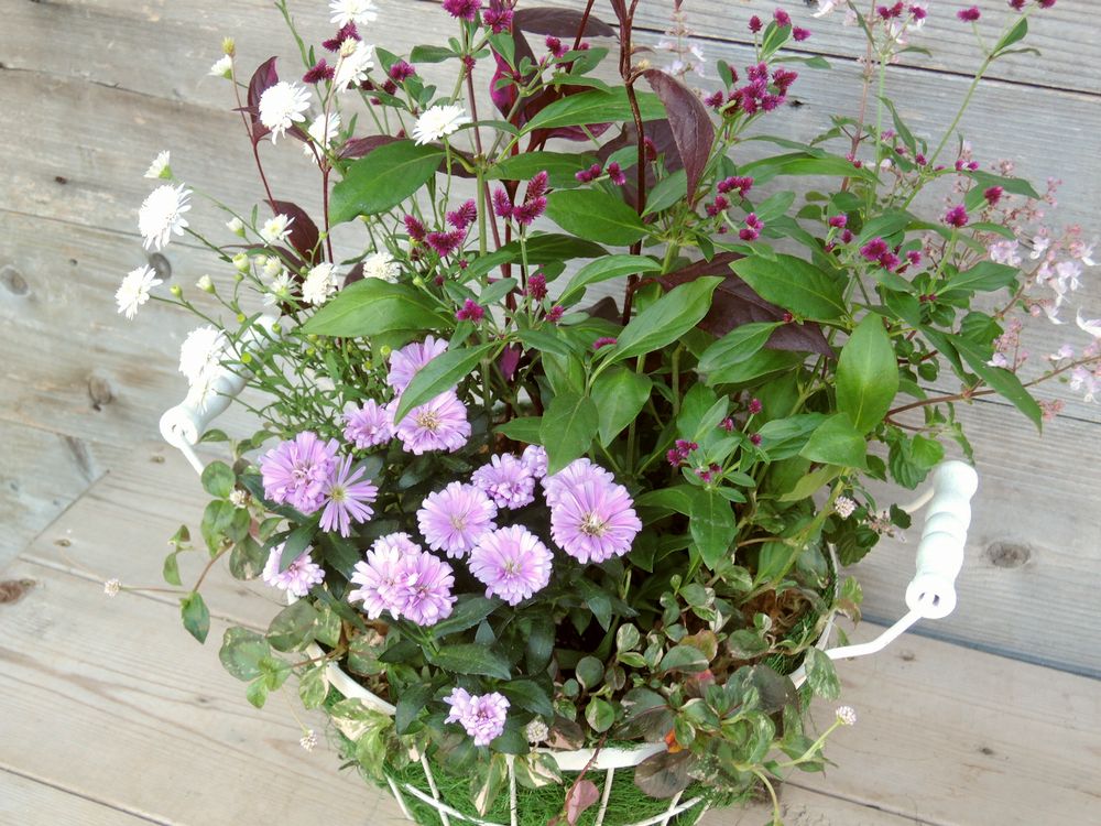 寄せ植え 秋 寄せ植え 秋