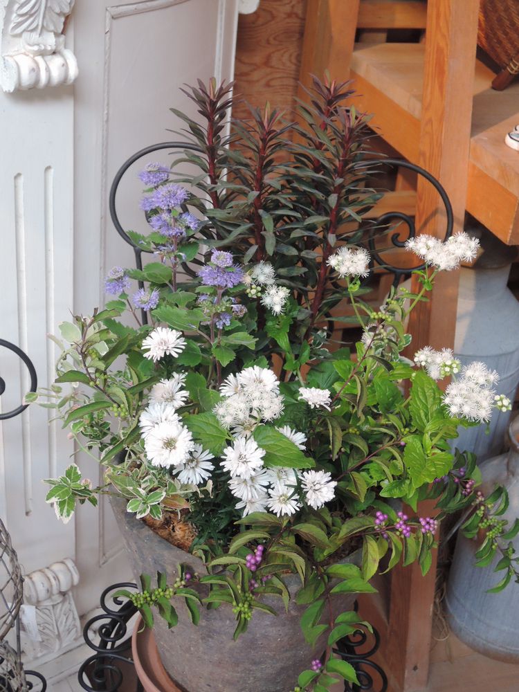 寄せ植え 寄せ植え