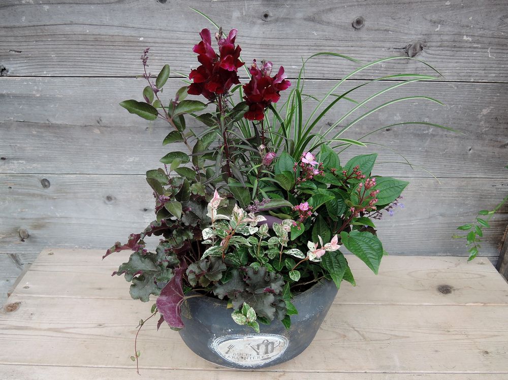 寄せ植え 寄せ植え