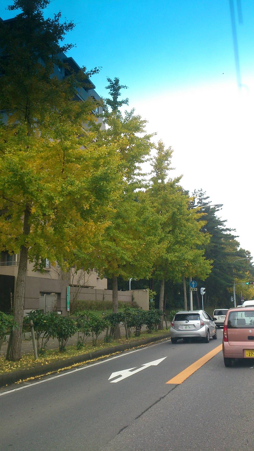 街路樹 紅葉 街路樹 紅葉