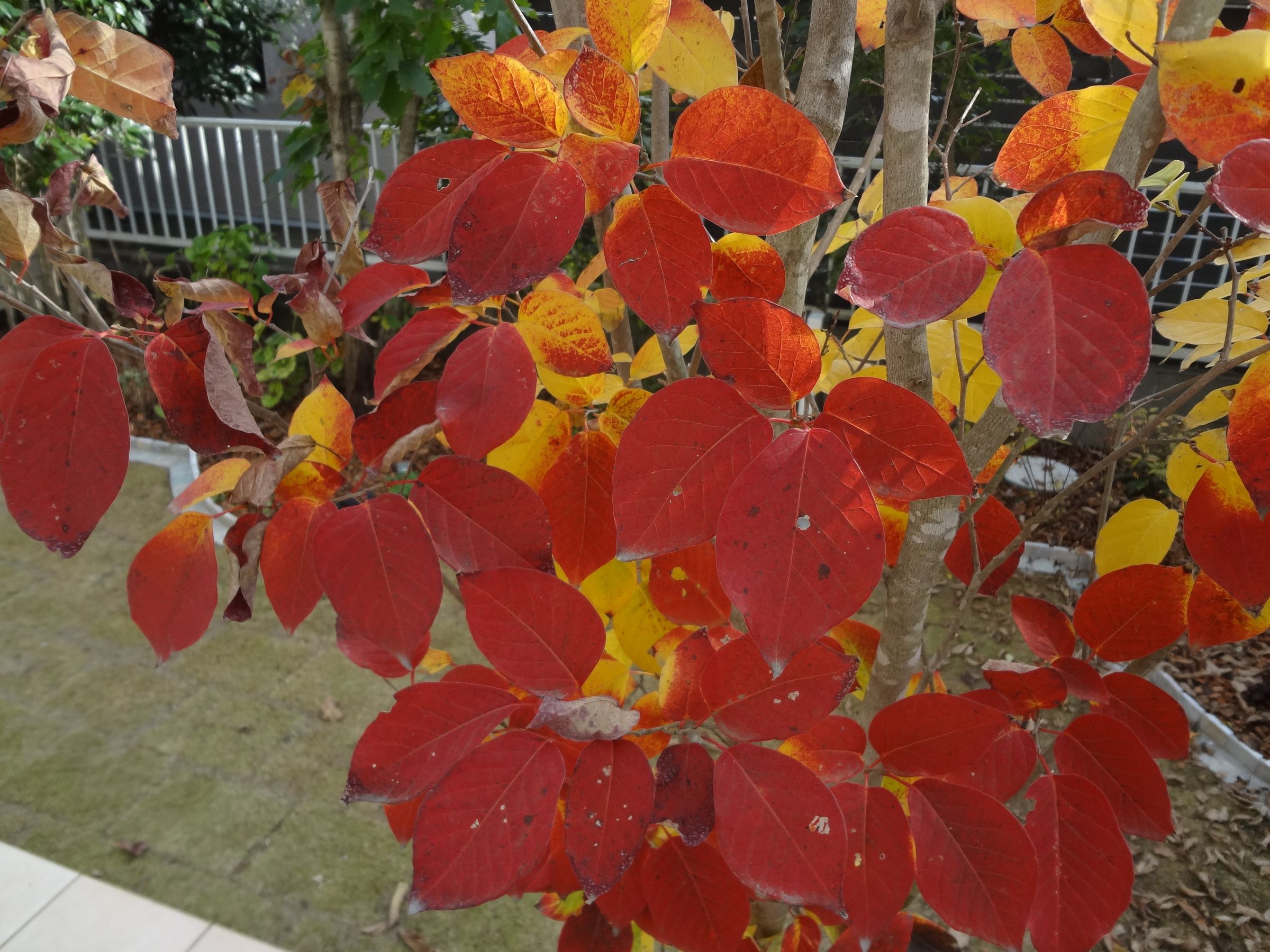 シラキ 紅葉 シラキ 紅葉