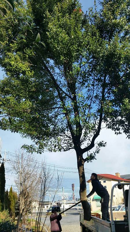 水戸市植栽施工 水戸市植栽施工