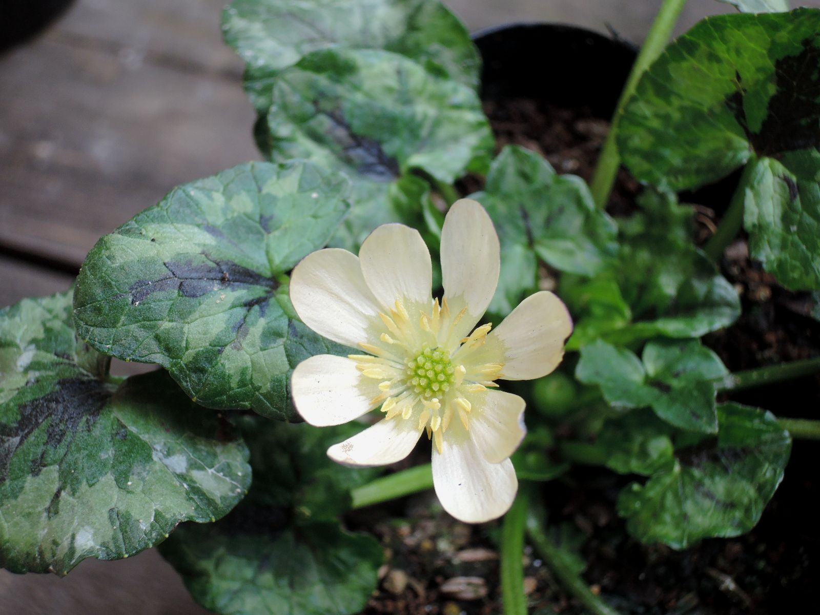 白花 白花