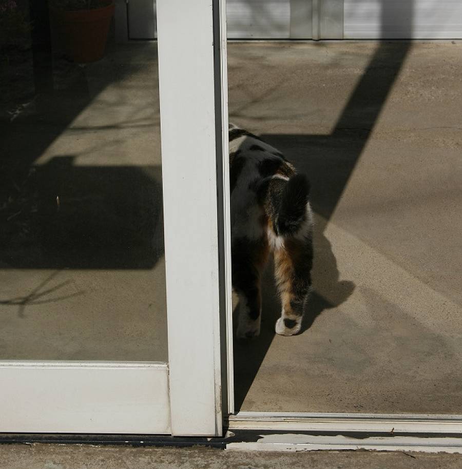 ねこ2 ねこ2