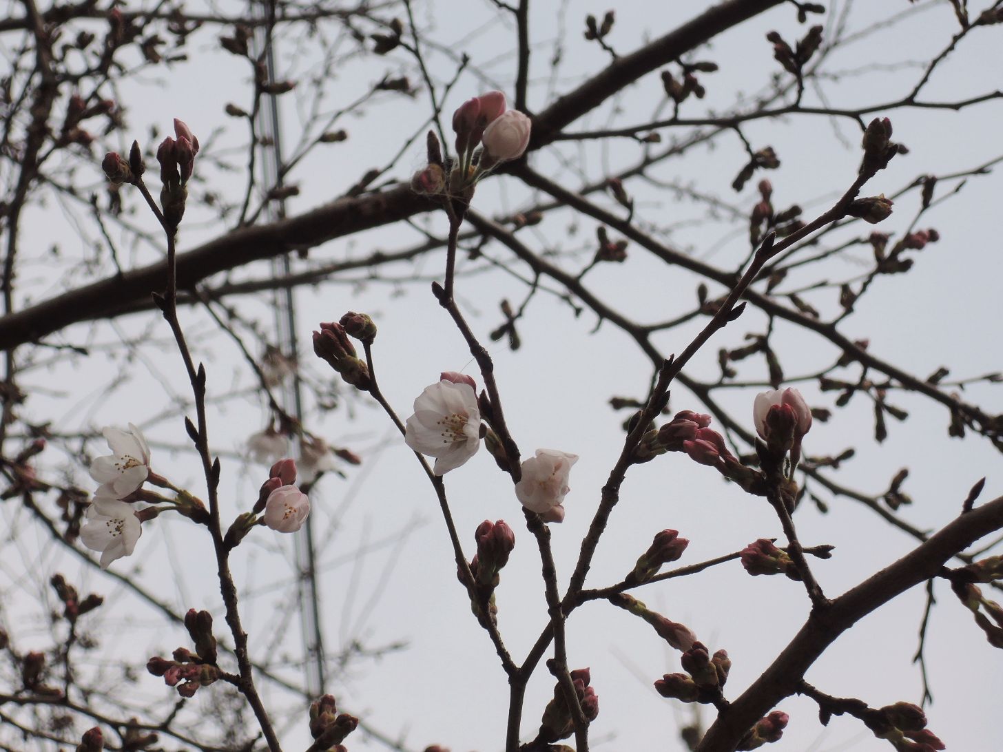 桜 桜