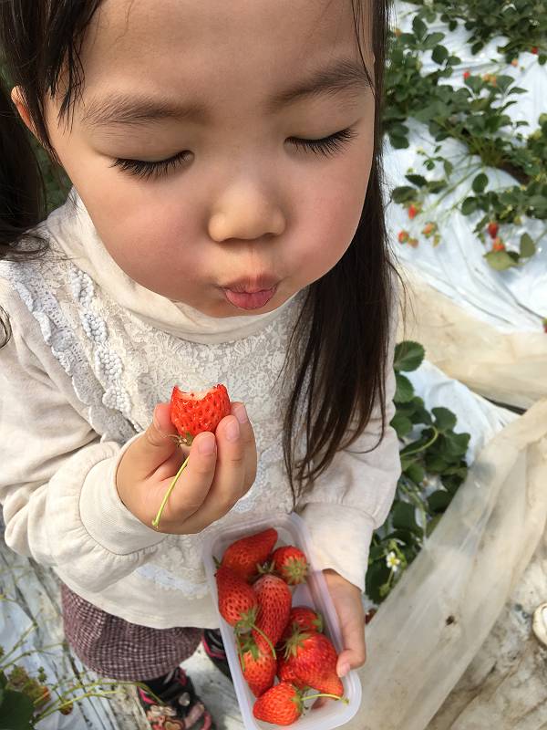 水戸市原田いちご園 水戸市原田いちご園