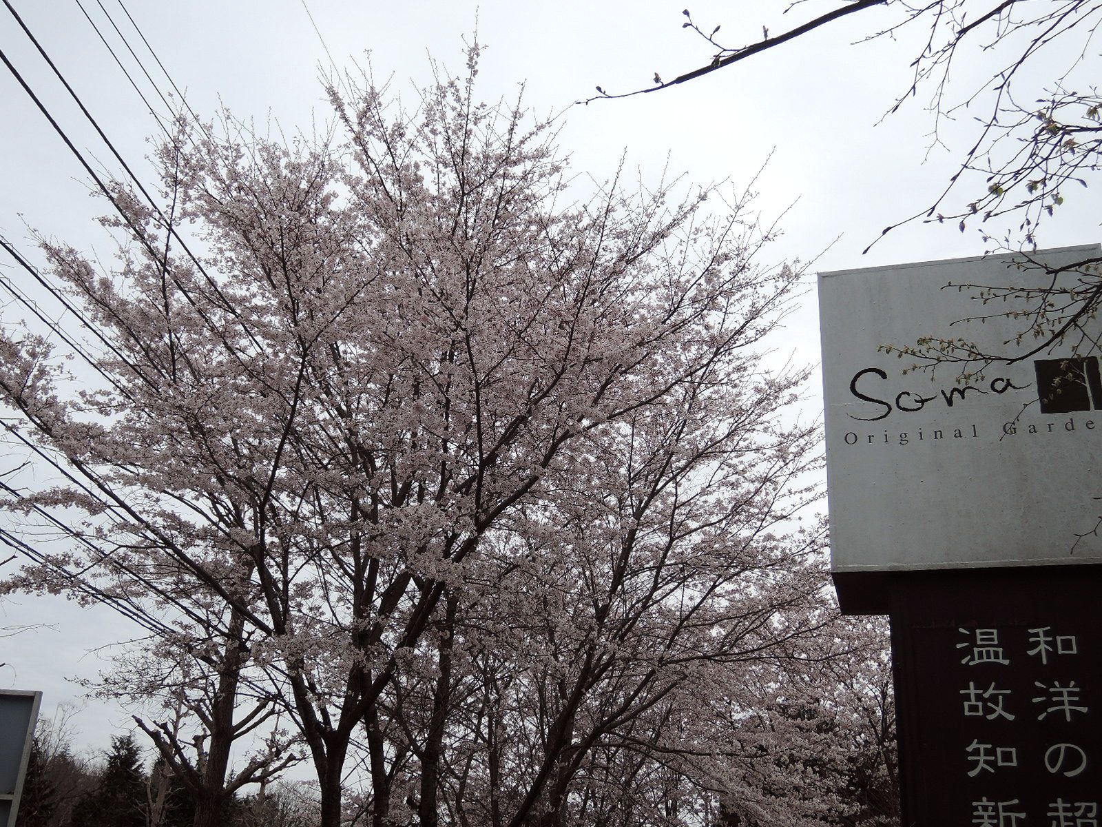 つくば桜 つくば桜