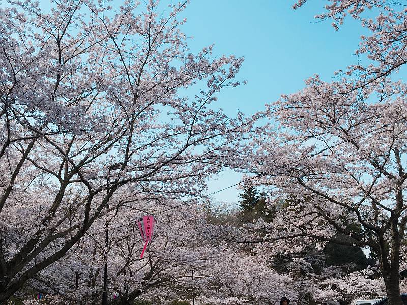 水戸市桜