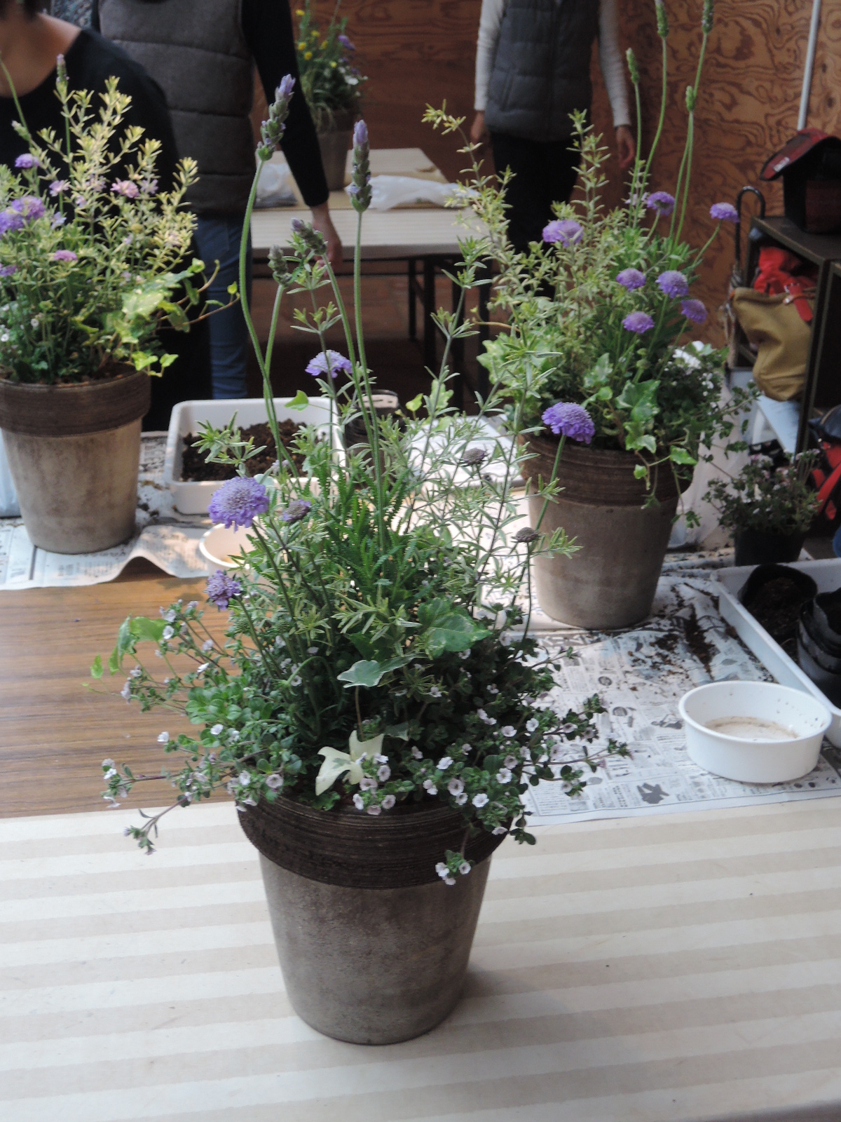 寄せ植え教室 寄せ植え教室