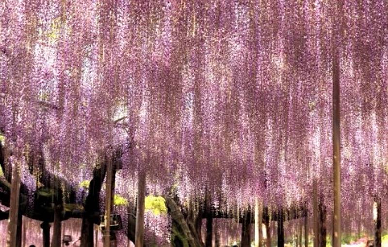 八重藤 八重藤