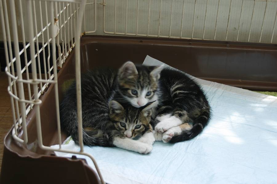 ねこ ねこ