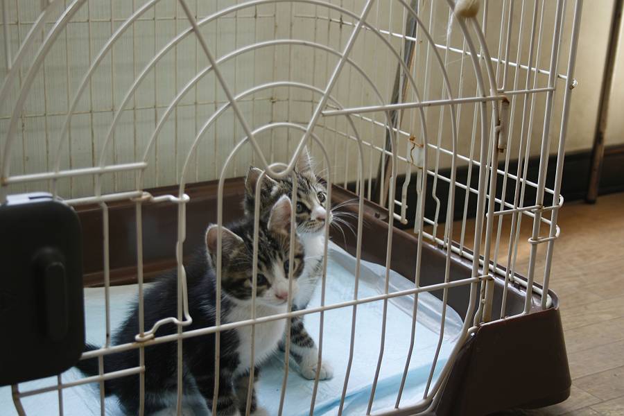 ねこ2 ねこ2