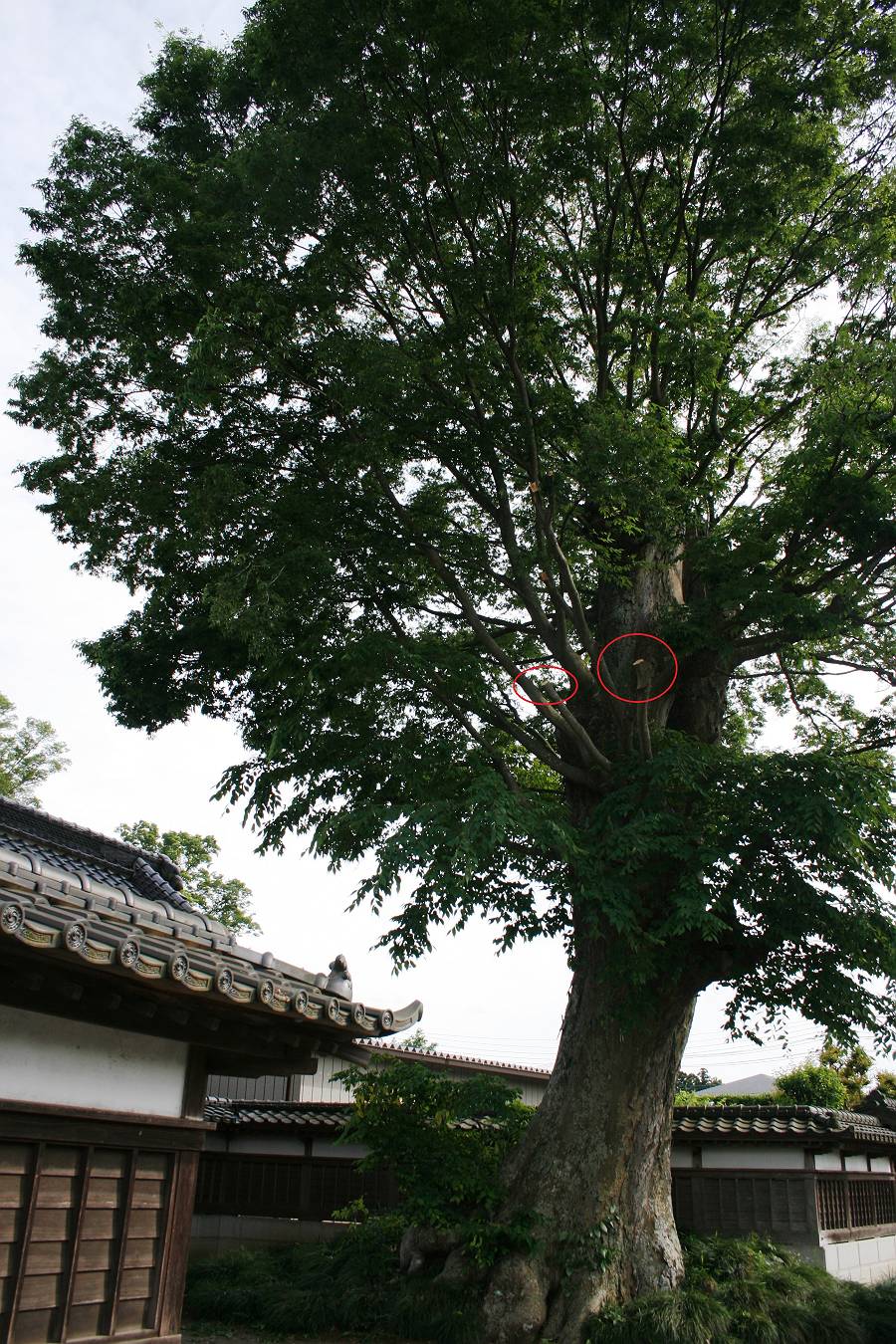 けやき けやき