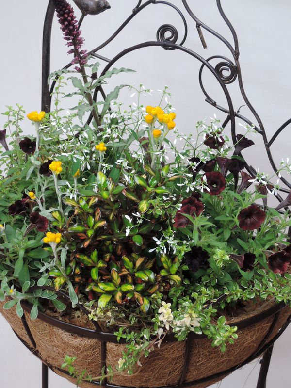 寄せ植え 寄せ植え