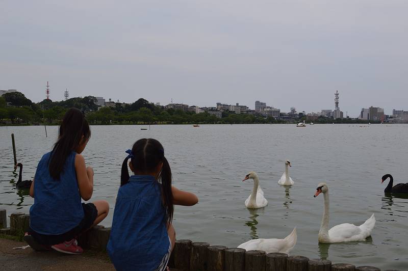 白鳥の湖・餌あげ 白鳥の湖・餌あげ