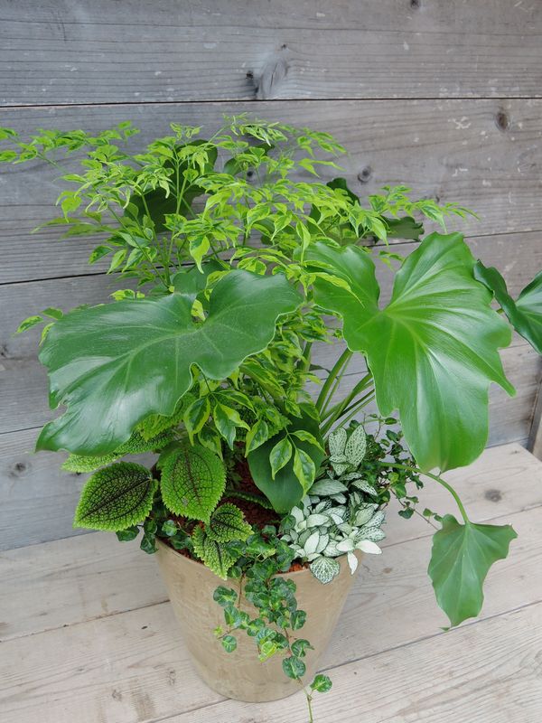 観葉植物 寄せ植え 観葉植物 寄せ植え