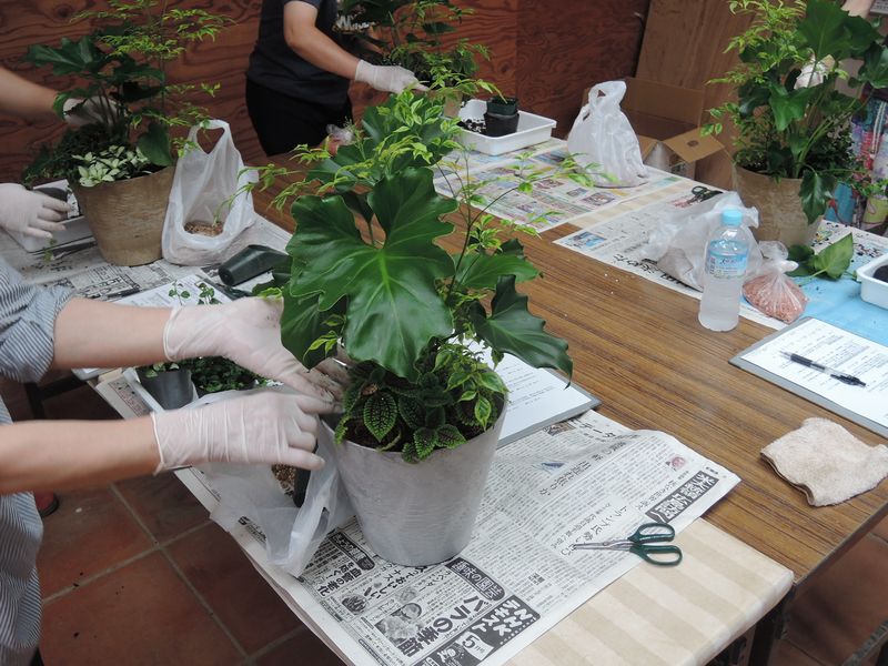 寄せ植え教室 寄せ植え教室