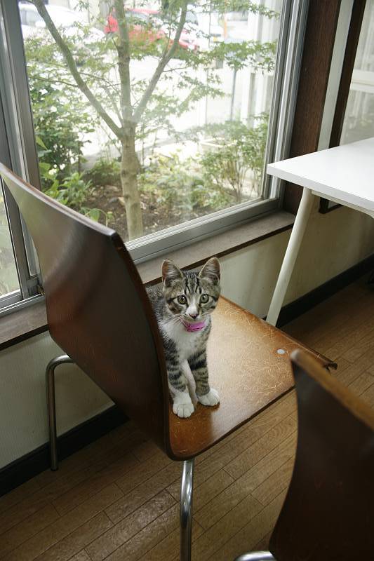さすけ さすけ
