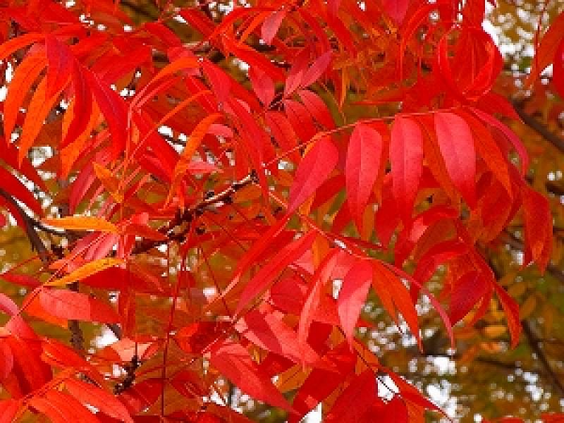 カイノキ 紅葉 カイノキ 紅葉