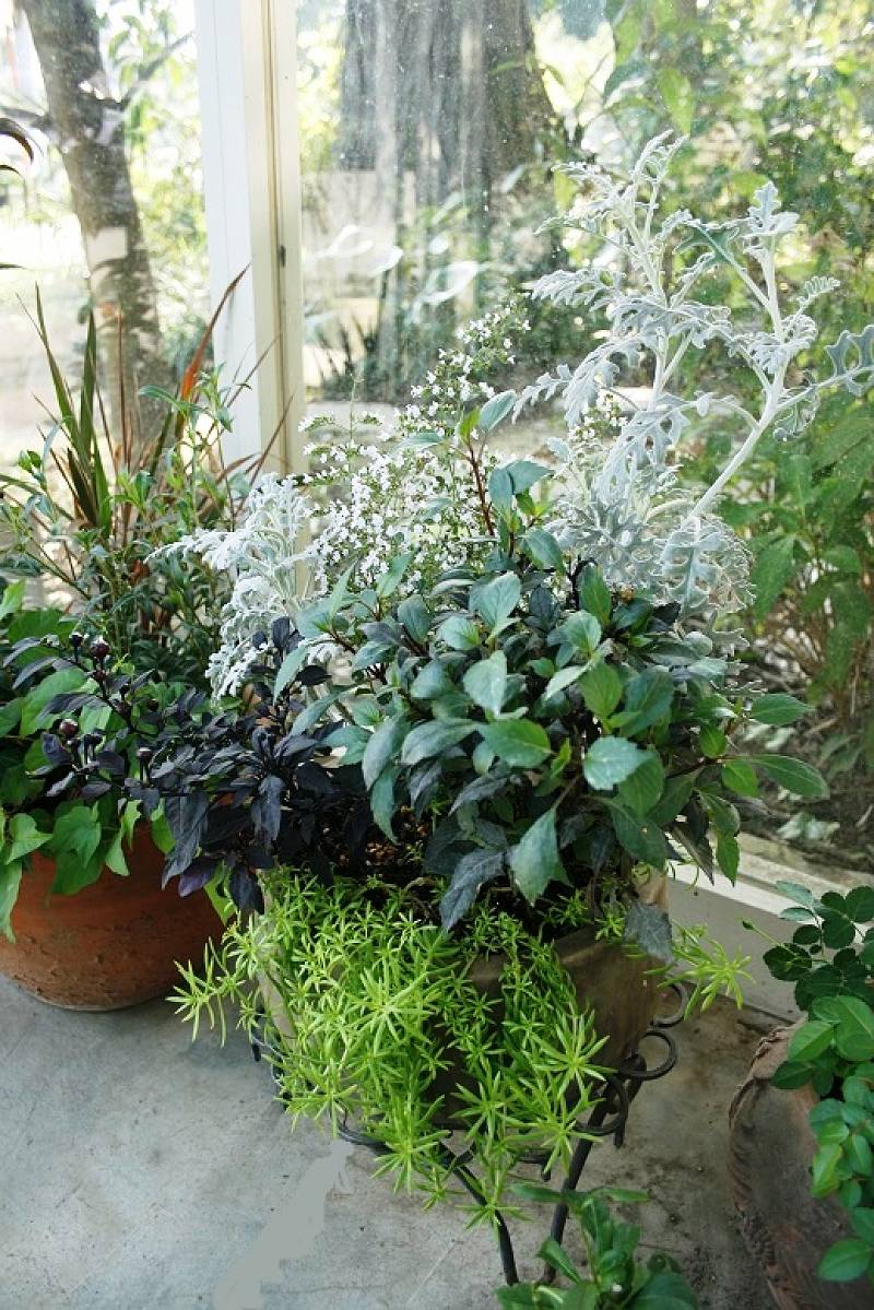 寄植え 寄植え