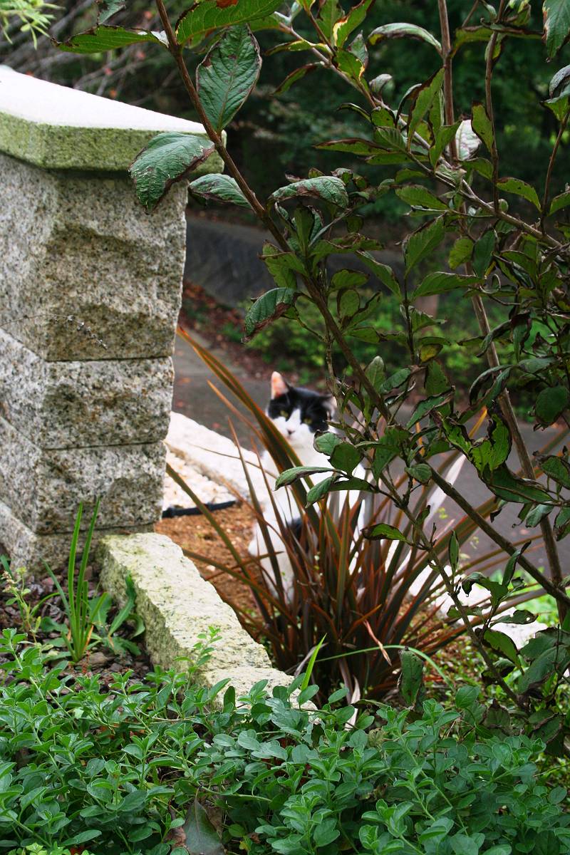 奥にねこちゃん 奥にねこちゃん