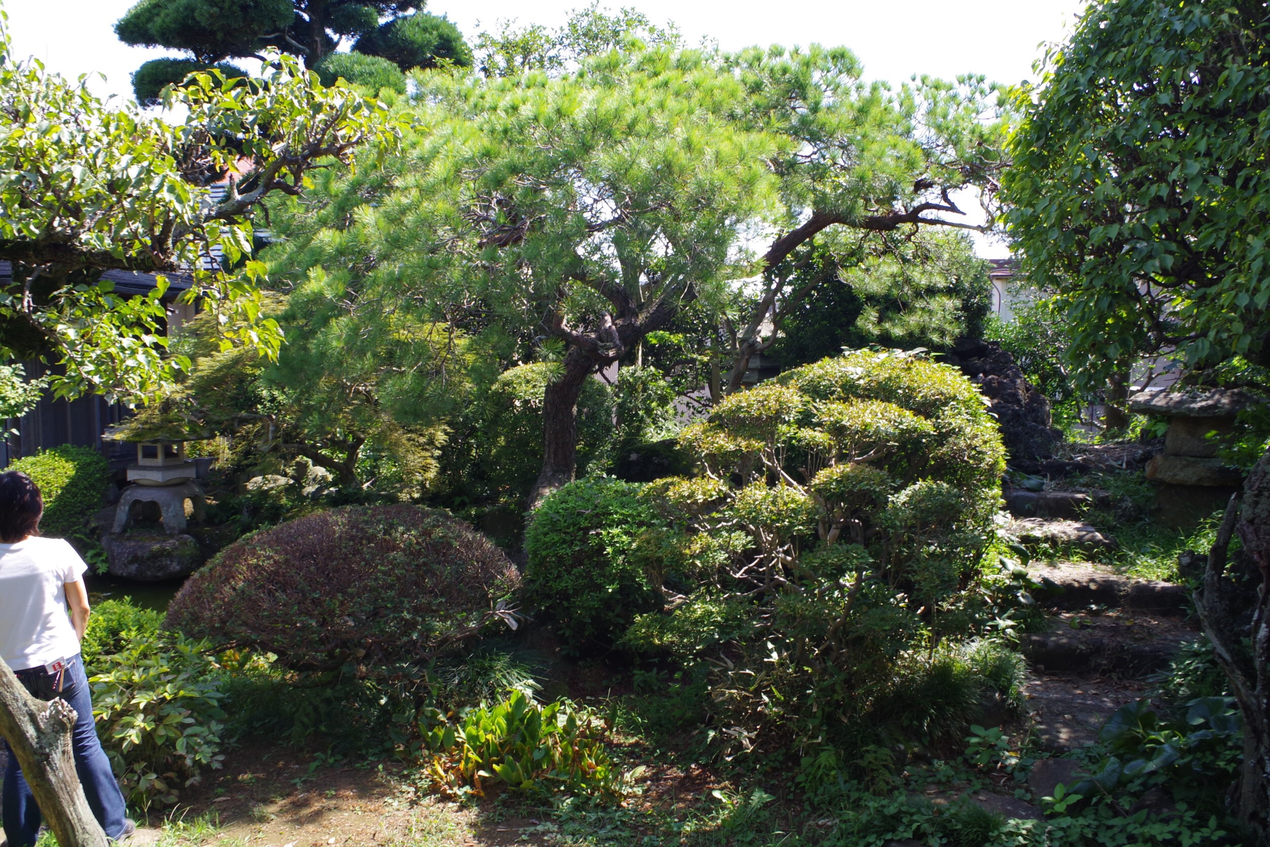 和風 庭 池 灯篭 松 リガーデン 施工例 before 和風 庭 池 灯篭 松 リガーデン before