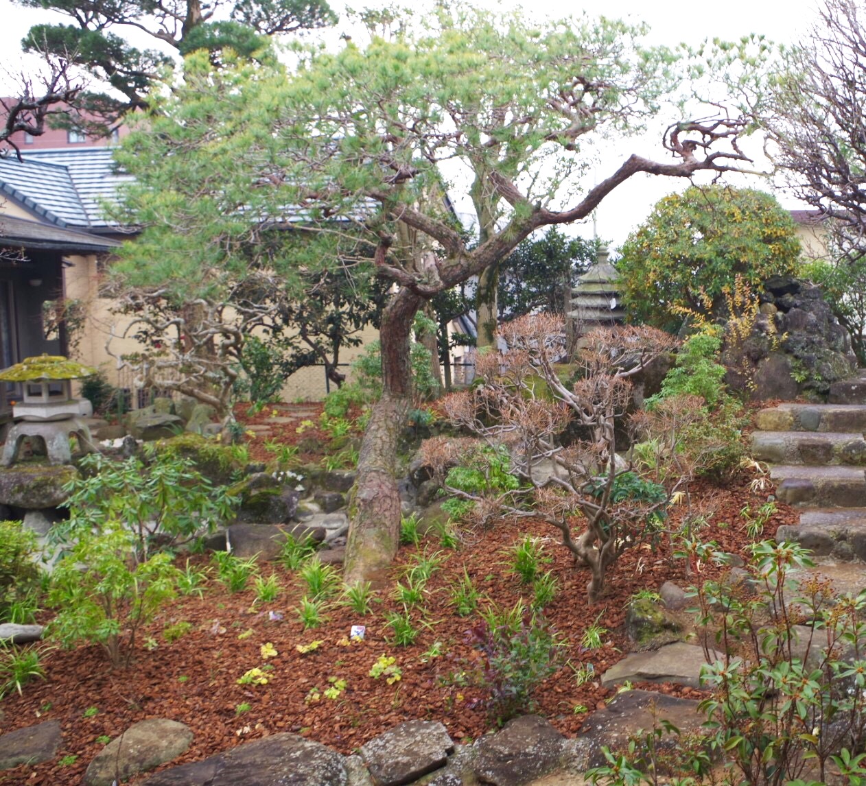 和風 庭 灯篭 松 宿根草 ウッドチップ 施工例 after リガーデン 和風 庭 灯篭 松 宿根草 ウッドチップ 施工例 after リガーデン