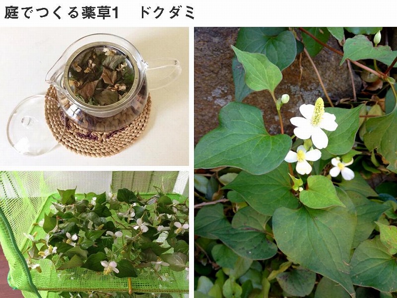 ドクダミ ドクダミ