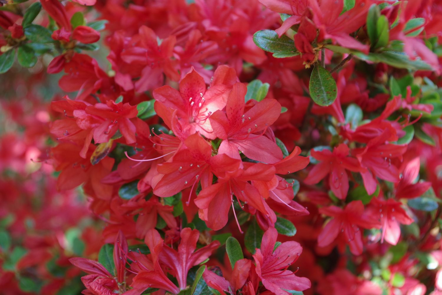 赤 ツツジ 花 赤 ツツジ 花