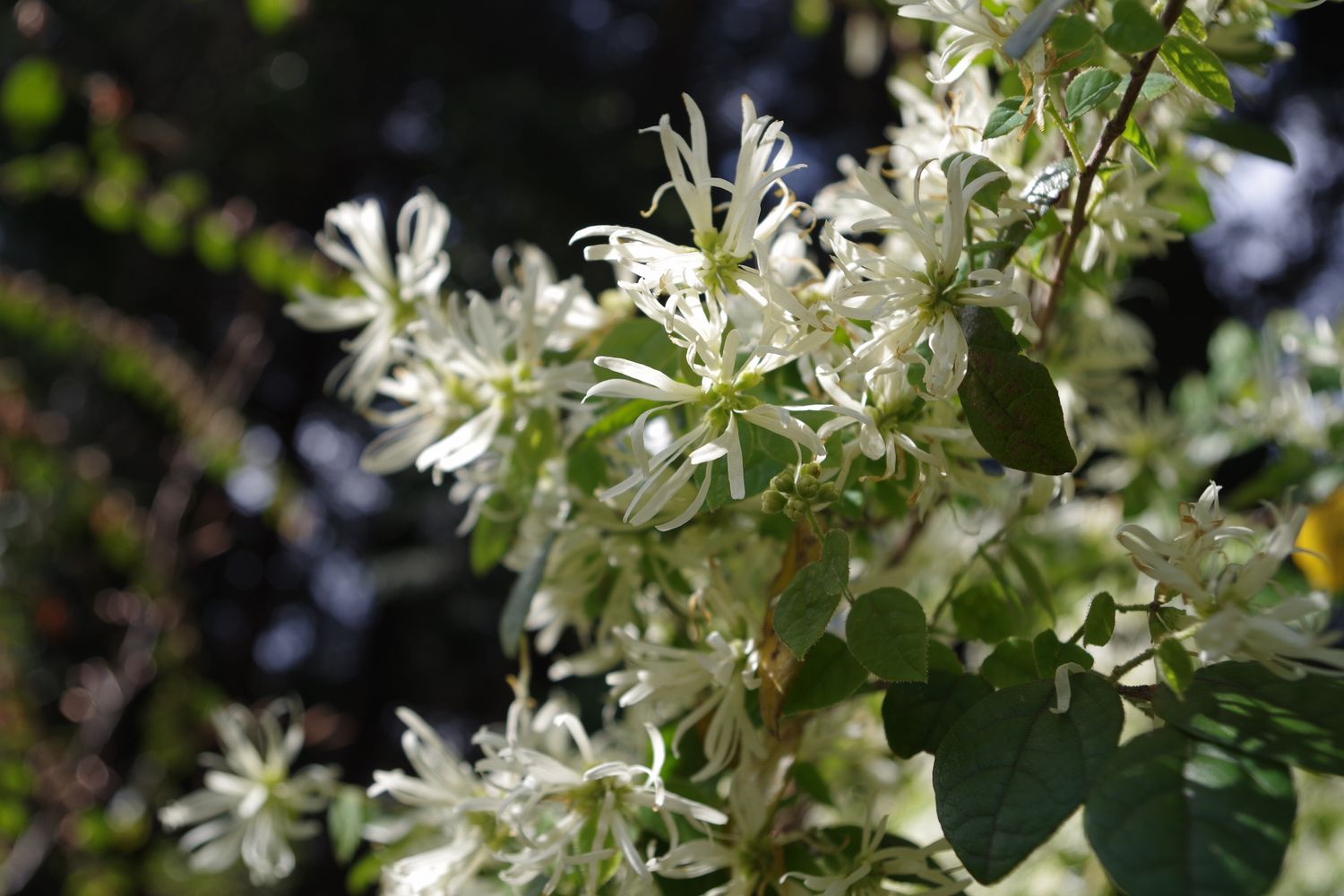 トキワマンサク 白花 トキワマンサク 白花