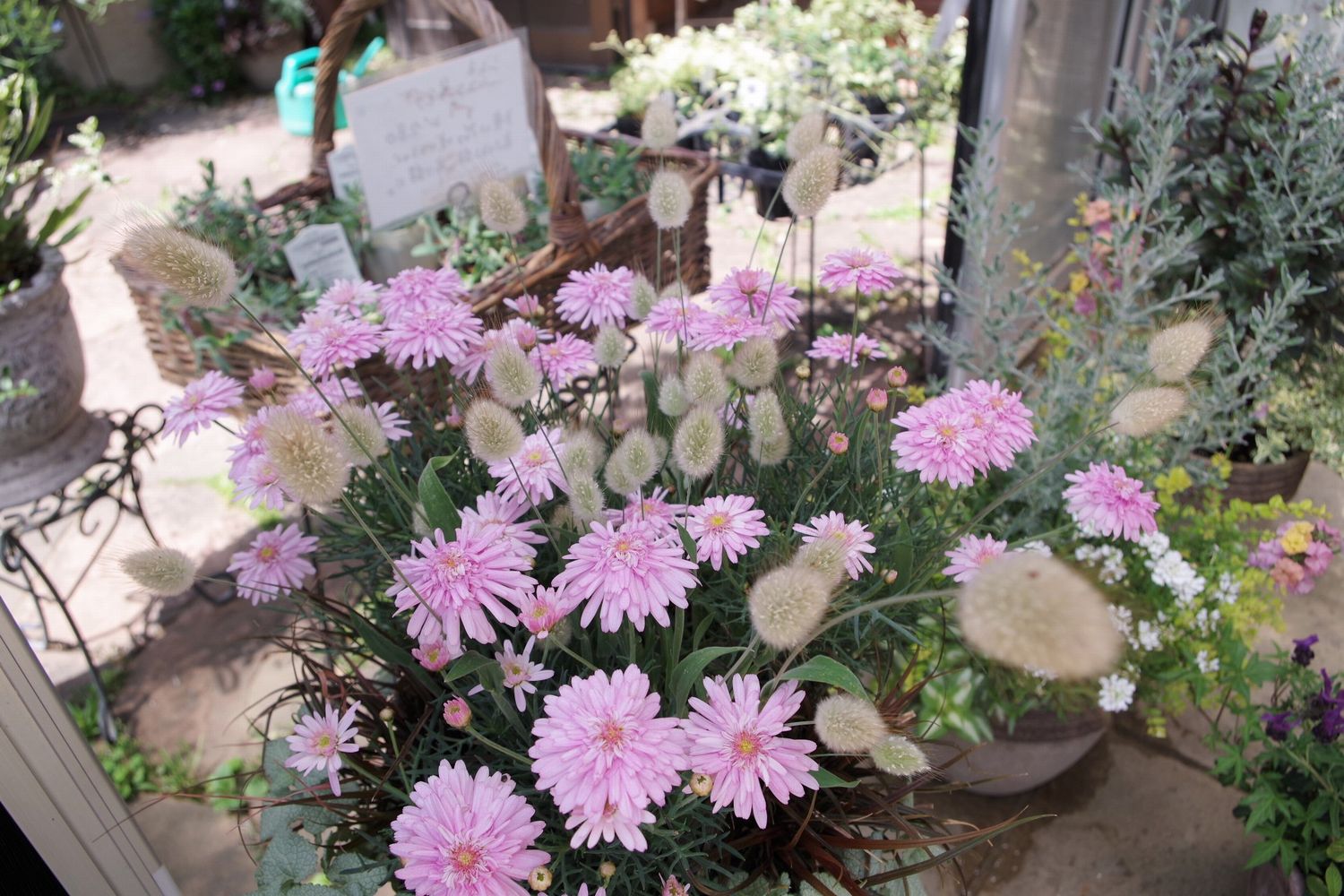 寄せ植え 寄せ植え
