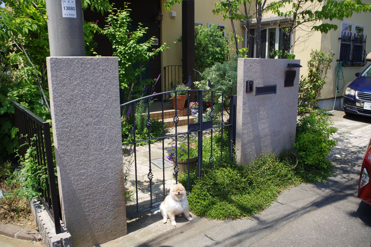 牛久市 リガーデン ヤマボウシ 牛久市 リガーデン ヤマボウシ