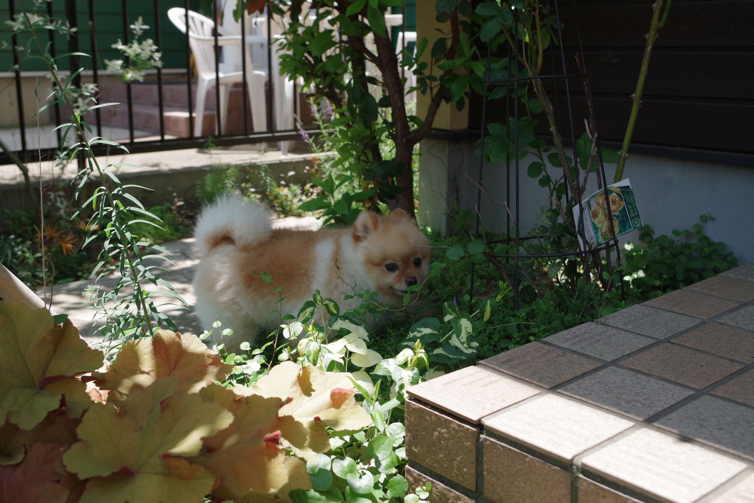 植物からこんにちわ! 牛久市 植物からこんにちわ! 牛久市