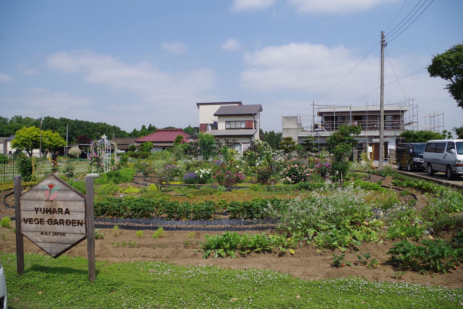 宿根草 バラ ベジ 宿根草 バラ ベジ