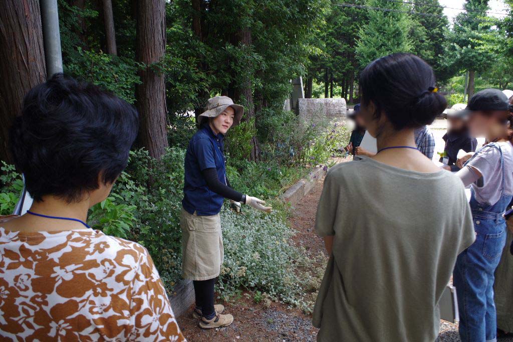 茨城 下草 宿根草 茨城 下草 宿根草