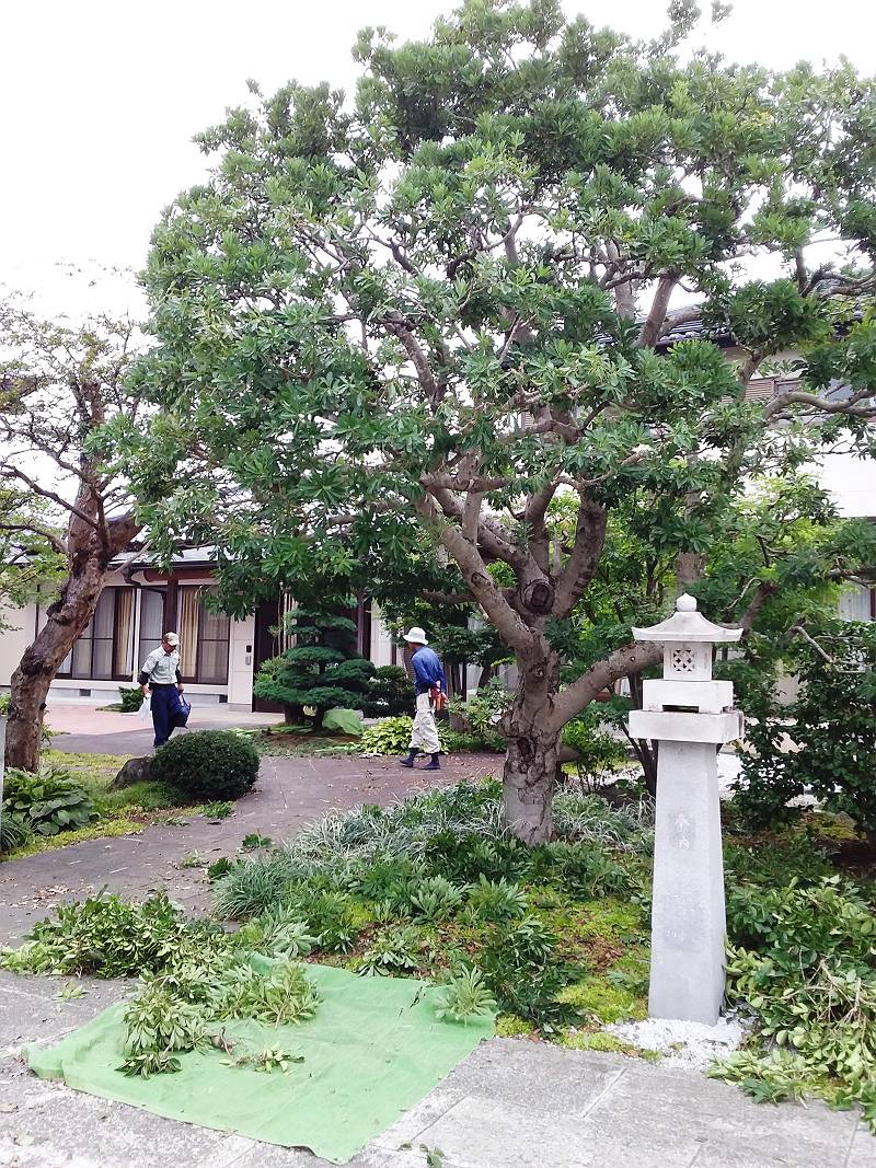 筑西市 剪定 豊島さん 筑西市 剪定 豊島さん