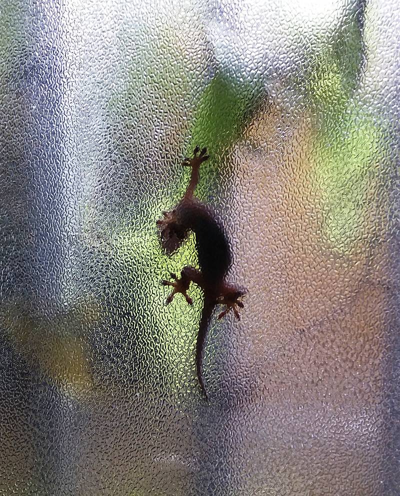 ヤモリ ヤモリ