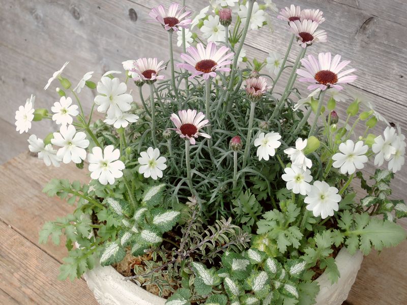 寄せ植え 寄せ植え
