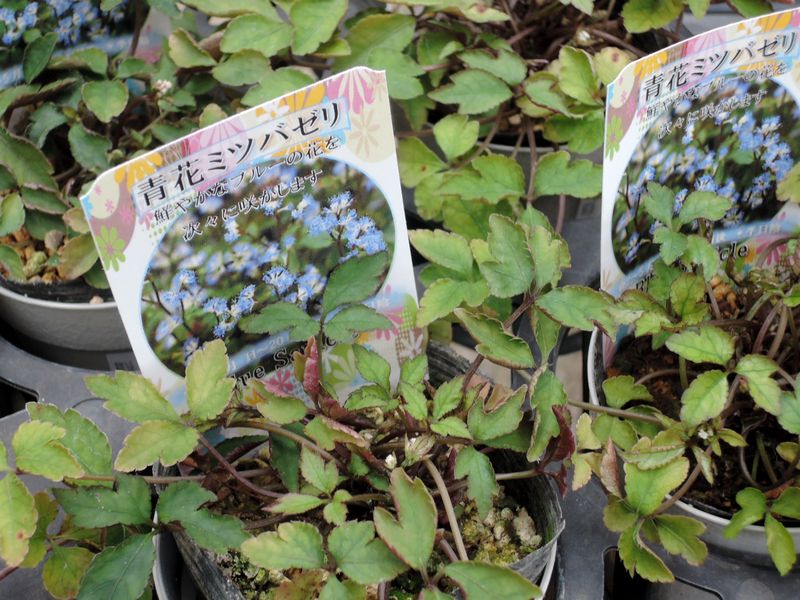 青花ミツバゼリ 青花ミツバゼリ