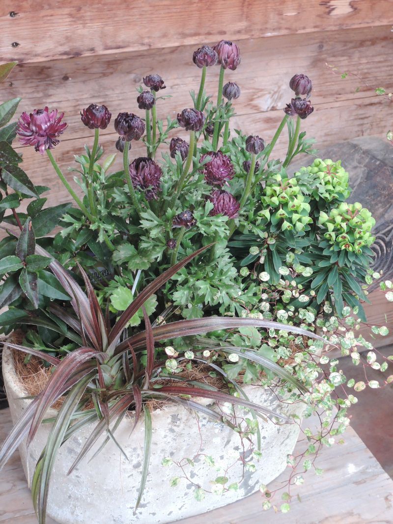 トリトン 寄せ植え トリトン 寄せ植え