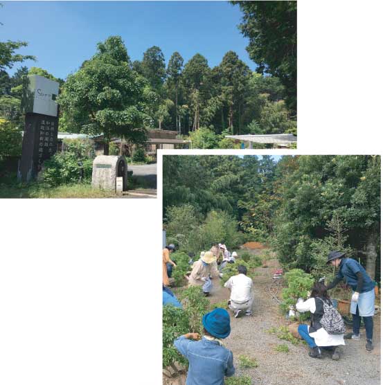 つくば 庭木の剪定管理自分で つくば 庭木の剪定管理自分で