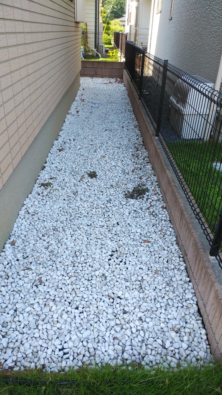 雑草 雑草