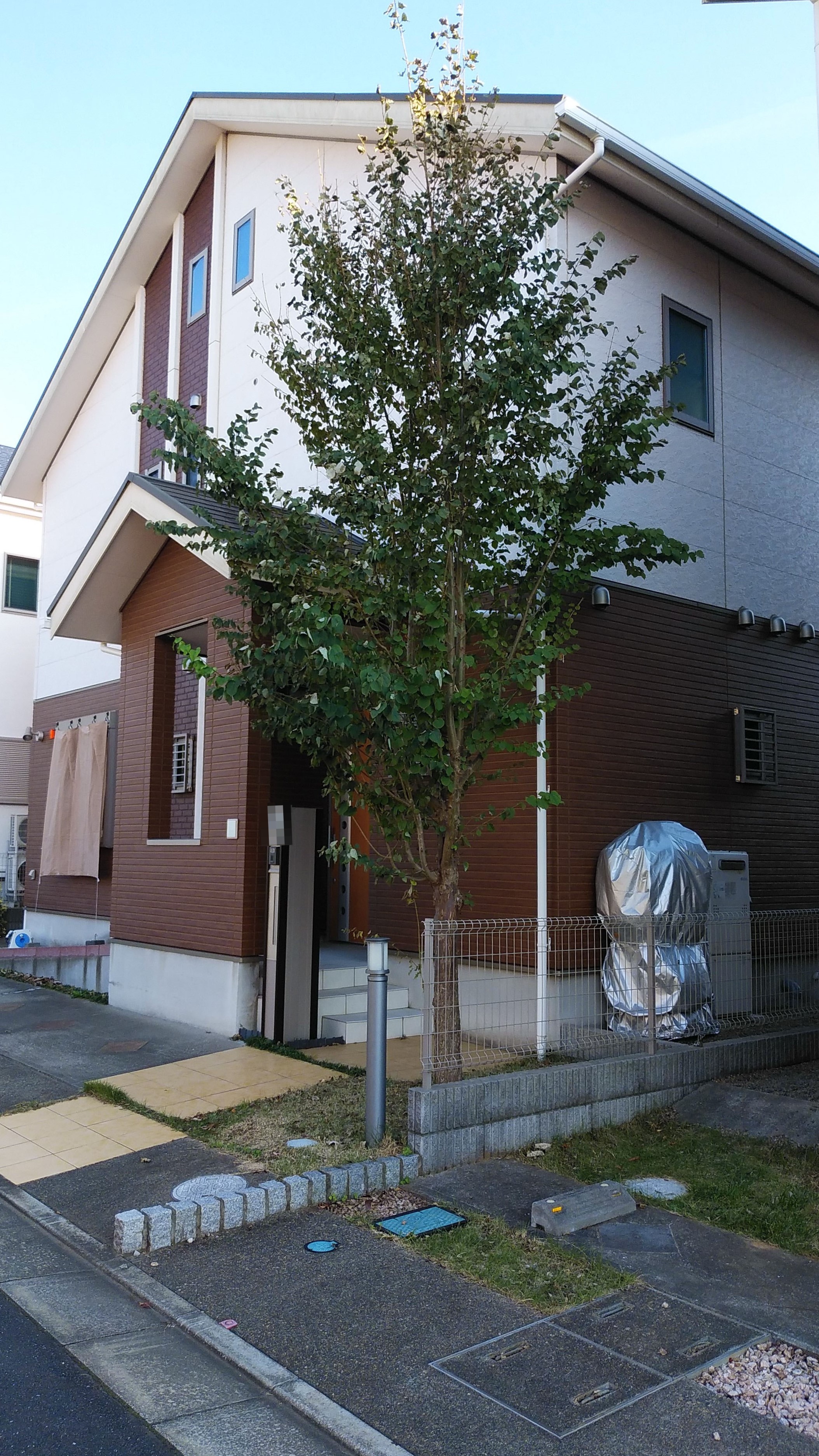 芝庭 芝庭