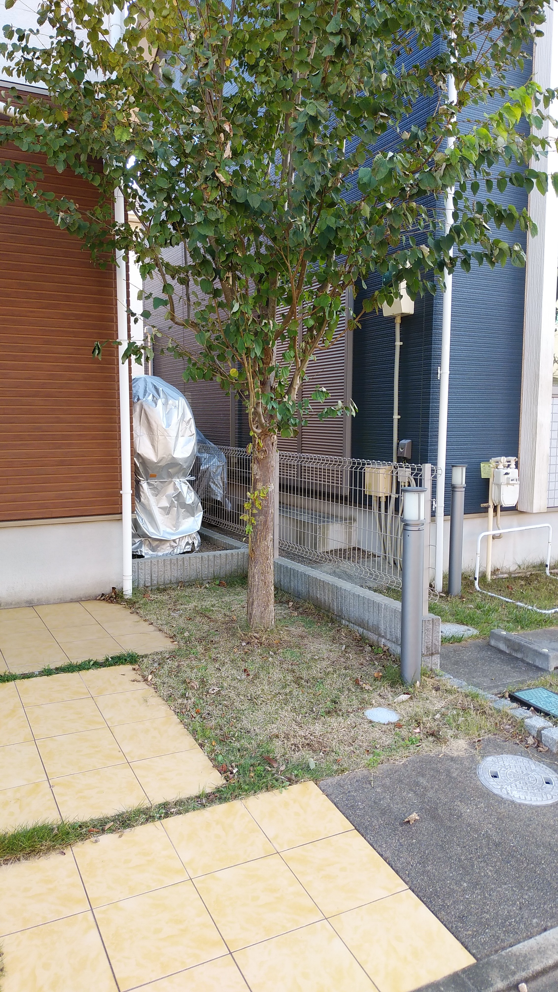芝 芝
