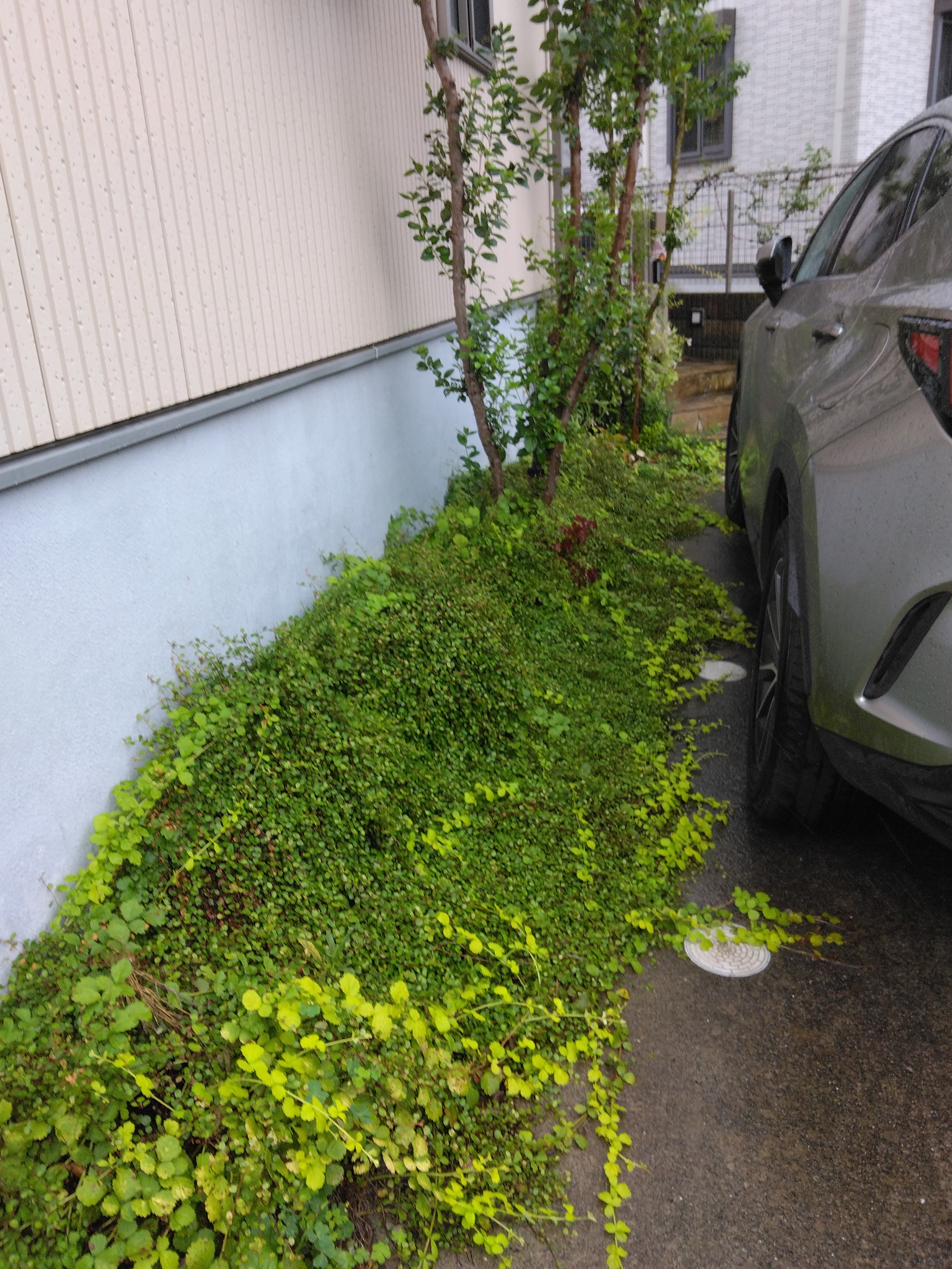 植栽 植栽
