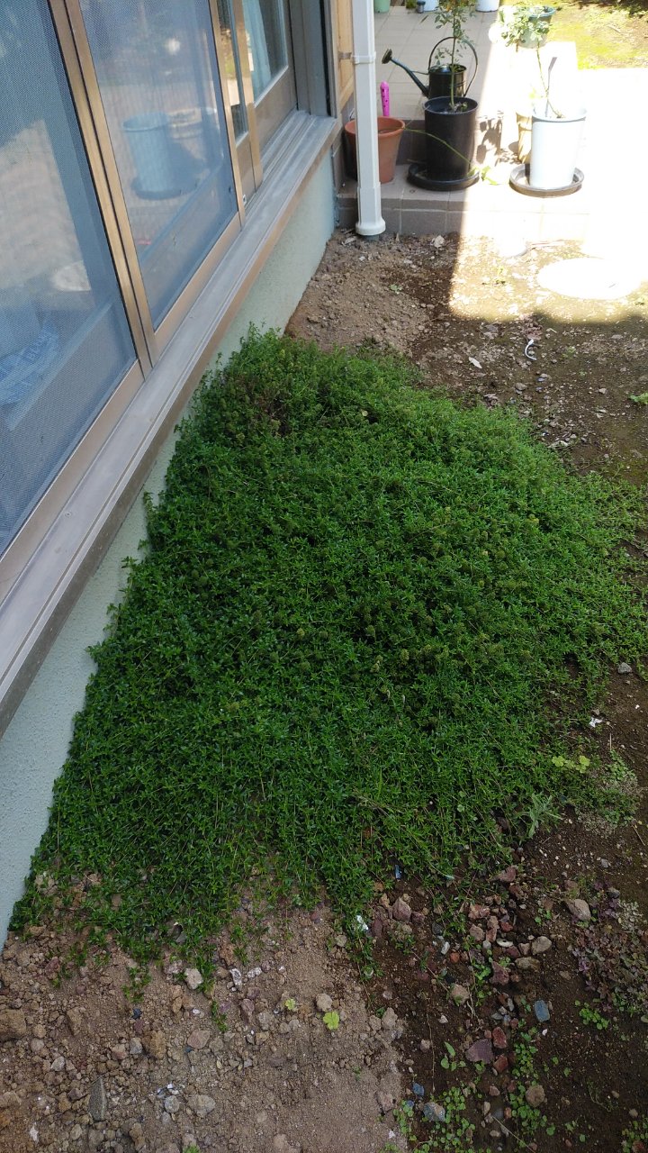 植栽 植栽
