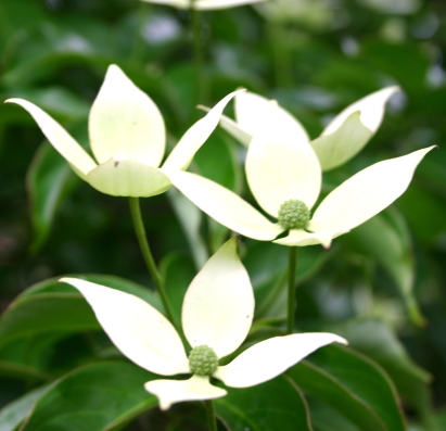 常緑ヤマボウシ 花 常緑ヤマボウシ 花